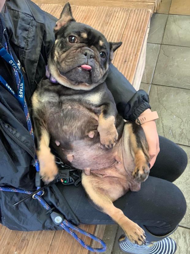 Barry And District News: Bumble Bee - 8 years old, female, French Bulldog. She originally came to Many Tears 2.5 years ago and found a loving home, but sadly her adopters recently had a baby and she became very unhappy so has come back. She will need a calm and quiet, adult only